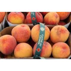 Peaches, Local (SA) Peaches, Local (SA)