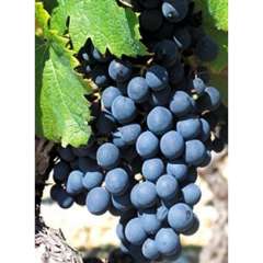 Grapes, Organic Blue Coronation ON Grapes, Organic Blue Coronation ON