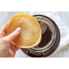 Kombucha SCOBY Kombucha SCOBY