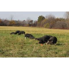 Pastured Pork, Quarters Pastured Pork, Quarters