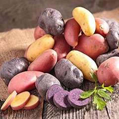 CTG Organic Gourmet Potato 1-lb bag (Coming in October) CTG Organic Gourmet Potato 1-lb bag (Coming in October)