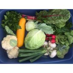Fiddle Foot Farm CSA Fiddle Foot Farm CSA