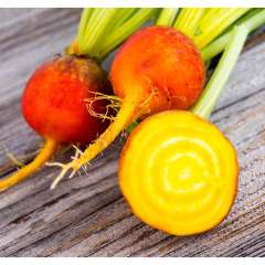 Beets, Gold ON Beets, Gold ON