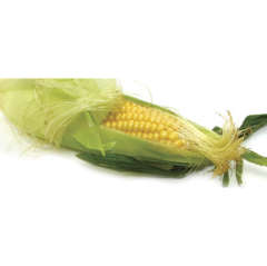 May be done for the season: Corn-on-Cob, Organic Sweet ON