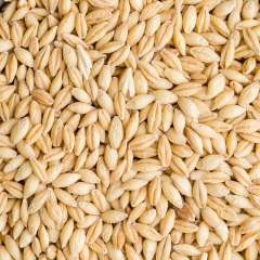Barley, Hulled Organic