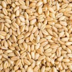 Org. Soft Wheat Kernels (Pastry)