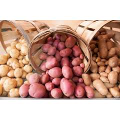 Potato, Organic Bulk 50lb ON (while supply lasts)
