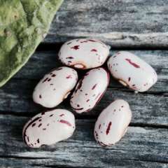 Fresh Acres Cranberry (Romano) Beans