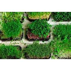Greenbelt Organic Microgreens, ON