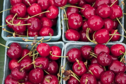 Cherries, Ontario (Sustainable Agriculure)