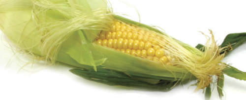Corn-on-Cob, Organic Sweet ON