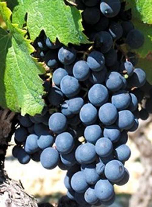 Grapes, Blue Coronation ON (Organic)