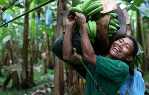 Why we only bring in Fair-Trade Banana