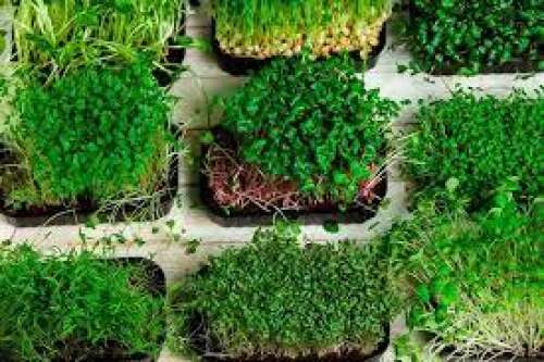 Greenbelt Organic Microgreens, ON